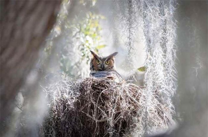 Chú cú sừng ngồi trong chiếc tổ có khung rêu Tây Ban Nha ở miền Trung Florida, Mỹ.
