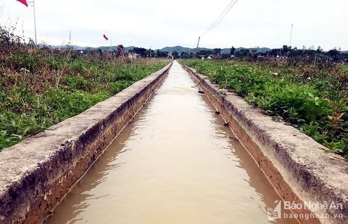 Hệ thống thủy lợi của xã Bài Sơn (Đô Lương) những ngày qua được Nhà máy Xi măng Đô Lương hỗ trợ bơm cung cấp đủ nước. Ảnh: Hồ Thắng