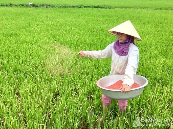 Chị Nguyễn Thị Ngọc ở xóm 1 xã Hòa Sơn (Đô Lương) cũng được hưởng lợi nguồn nước từ Nhà máy Xi măng Đô Lương đang bón thúc phân cho cây lúa làm đòng. Ảnh: Ngọc Phương