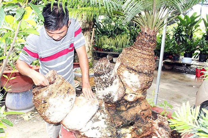 Cây vạn tuế đại thọ có phần gốc hóa thạch được một nhà vườn ở TP.Biên Hòa chào bán giá trên 100 triệu đồng