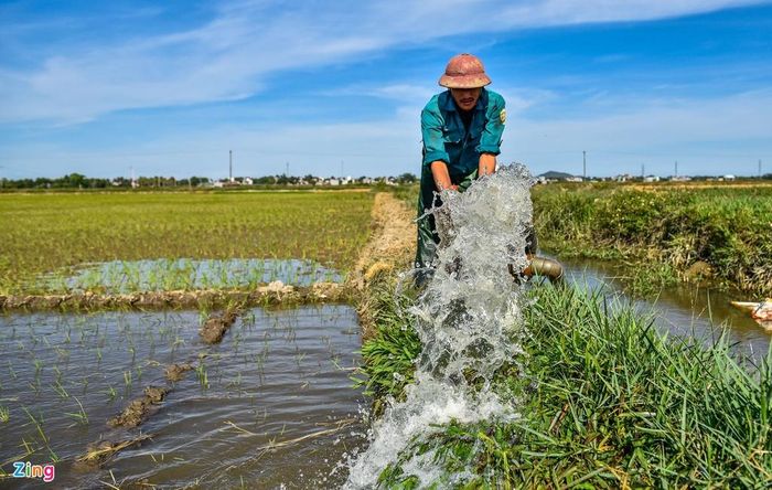  Để giúp bà con chống hạn, nhóm công nhân của Chi nhánh Thủy lợi Đông Sơn (thuộc Công ty TNHH MTV Sông Chu) phải làm việc cả ngày lẫn đêm. Đơn vị phải huy động 5 máy bơm dã chiến. Ở đâu thiếu nước, họ lại di chuyển máy tới đó. 
