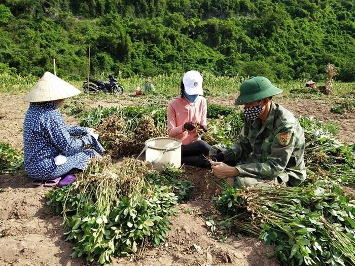 Đoàn viên, thanh niên Đồn Biên phòng Làng Mô và các hội viên Hội Liên hiệp phụ nữ xã Trường Sơn giúp tách củ lạc ra khỏi cây ngay tại ruộng để người dân đỡ tốn công vận chuyển. Ảnh: CTV