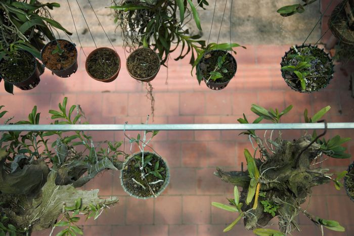 Với tình yêu thiên nhiên, yêu cái đẹp cùng với quyết tâm của mình, anh Thịnh đã gượng dậy giữ lại vườn hoa lan với tất cả tâm huyết, ngày ngày yêu thương, chăm sóc từng giỏ lan như chính những đứa con của mình