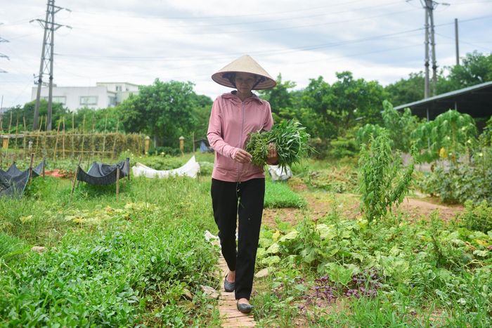  Trạm chúng tôi có một mảnh vườn nhỏ để trồng rau sạch và một số cây ăn quả. Do ở trong khu tập thể gần cơ quan nên tôi có thể tranh thủ thời gian buổi trưa để nấu cơm. Trưa nay, chồng tôi được về sớm, các con đã nghỉ hè nên tôi hái ít rau muống về nấu cơm cho cả gia đình. 