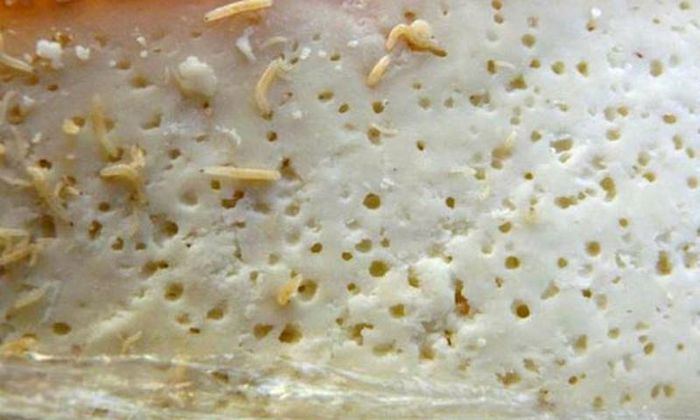 Theo như quyển sách hướng dẫn ăn các món ăn "kinh dị" nhất thế giới của Mark Frauenfelder, vẫn có sự lựa chọn cho những người không ưa côn trùng sống. Những người này có thể chụp một lớp màn nilon bọc quanh món phô mai này, khiến các con côn trùng phải nhảy "tí tách" vì thiếu dưỡng khí, chờ cho chúng chết đi rồi... thưởng thức.