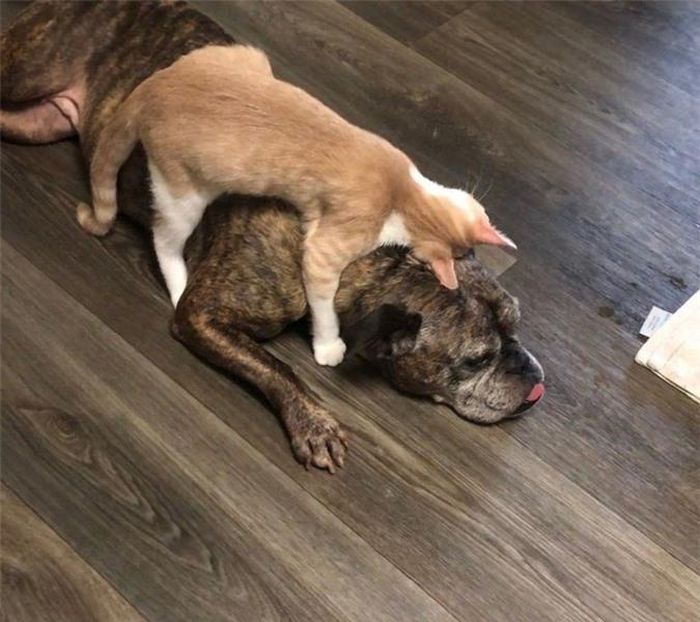 Chú mèo như muốn nói: Hãy thư giãn và hít thở đi nhé. 