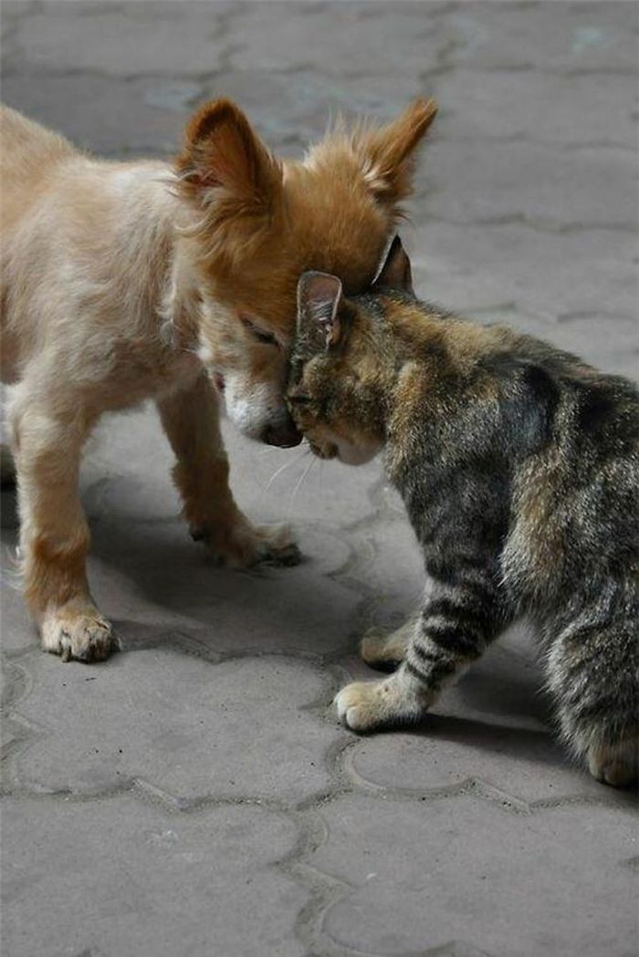 Chúng mình luôn ở bên nhau, người anh em tốt! 