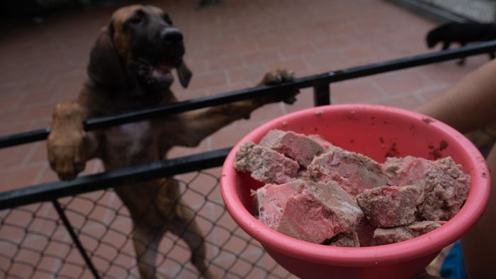  Mỗi chú chó thường chỉ ăn một bữa/ngày. Thức ăn là thịt sống và hạt xen kẽ. Nhiều người cho rằng ăn thịt sống sẽ khiến chó hung dữ nhưng không phải vậy. Các chất ở thịt sống chưa qua chế biến sẽ mang lại nguồn dinh dưỡng tốt hơn và làm hệ tiêu hóa khỏe mạnh hơn. Chó chỉ bị kích động khi bản thân nó tiếp xúc trực tiếp với máu tươi. 
