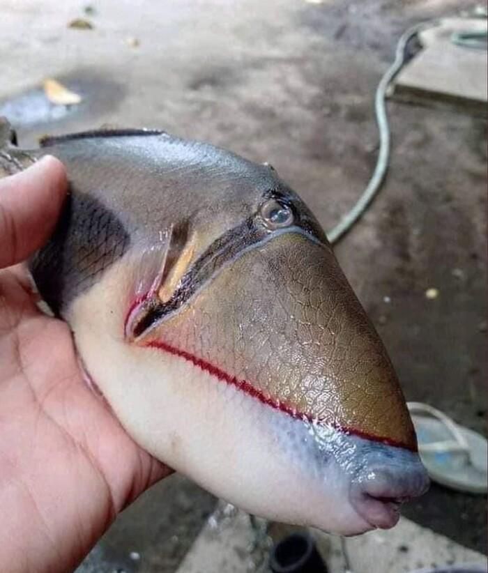 Sinh vật có bộ răng kỳ lạ thuộc loài cá bò/nóc gai (triggerfish).