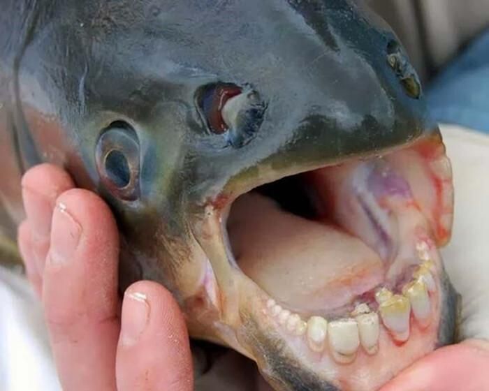 Cá Pacu được chú ý khi có bộ răng giống con người.