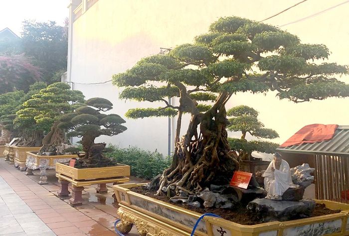 Những hàng cây thường xuyên được cắt tỉa, chăm sóc kỹ lưỡng và chuyên nghiệp.