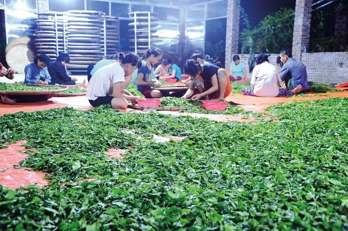 Xử lý nguyên liệu làm trà ép bánh ở Thanh Thủy, Hà Giang.