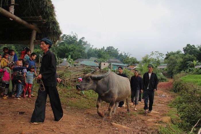 Con trâu là vật tế thần trong lễ cầu mùa.