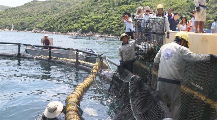 Nuôi cá biển theo hướng công nghiệp trên vịnh Vân Phong, tỉnh Khánh Hòa. Ảnh: Hải Luận