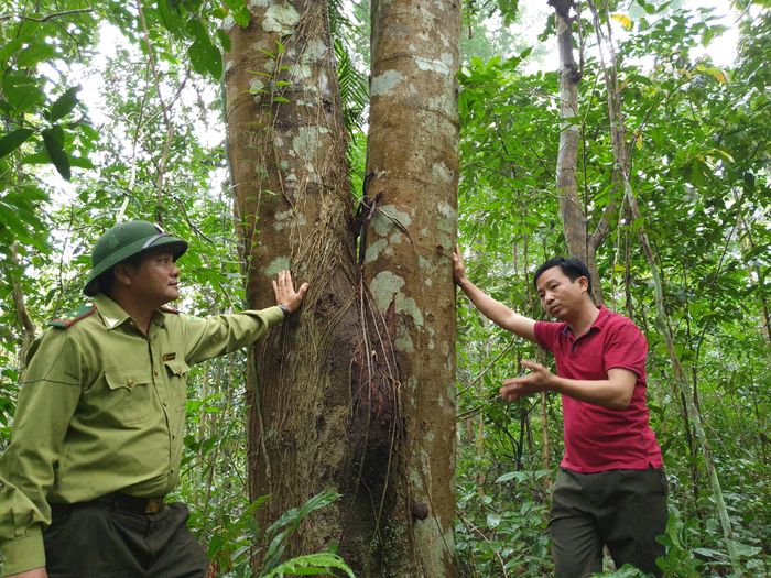 Anh Lưu Trọng Bằng (bên phải) chăm sóc 8 ha rừng tự nhiên.
