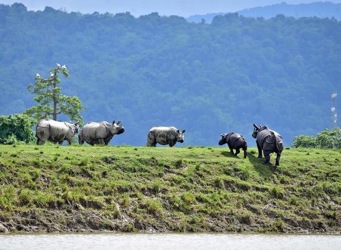  Tê giác một sừng di chuyển đến vùng đất cao hơn trong khu vực bị ảnh hưởng bởi lũ lụt của Công viên quốc gia Kaziranga ở huyện Nagaon, Ấn Độ hôm 16/7. Ảnh: Reuters. 