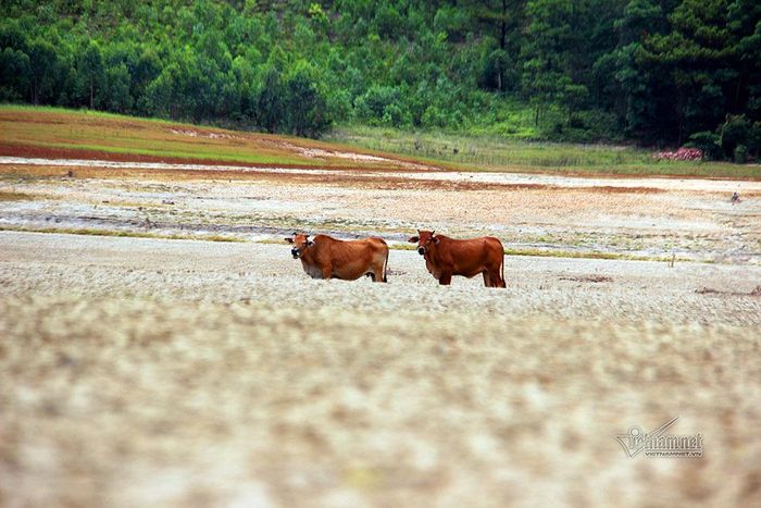 Gia súc của người dân chăn thả ngay lòng hồ