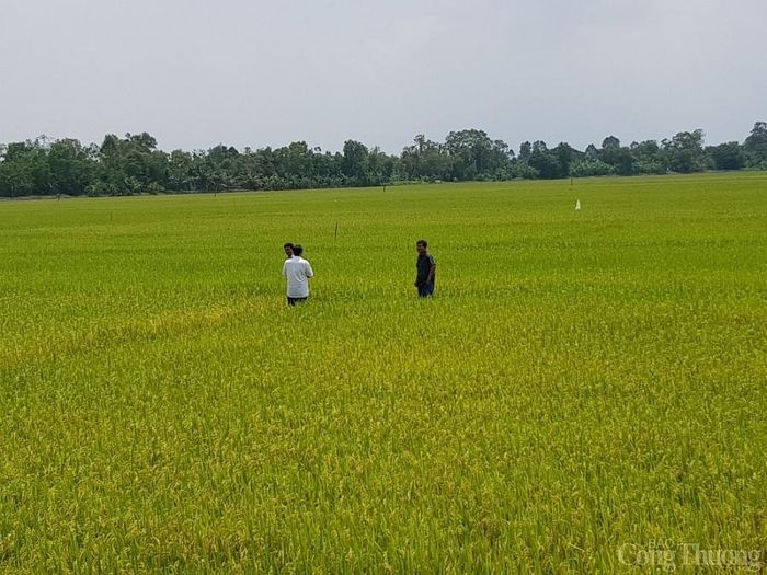 Giá lúa gạo ngày 22/07 tiếp tục đi ngang
