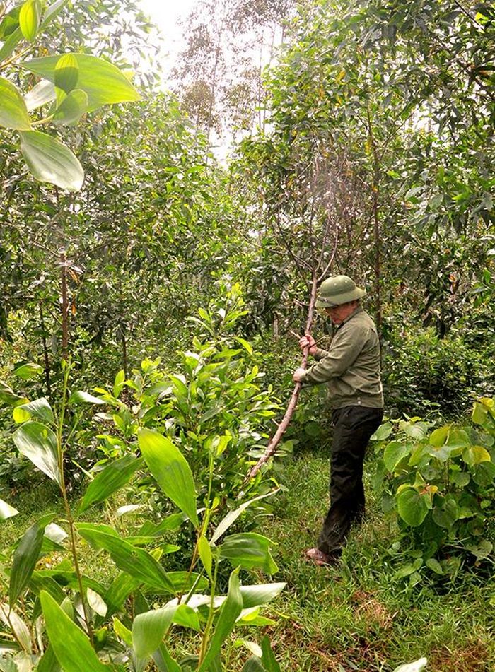 Công nhân Công ty Lâm nghiệp Tuyên Bình chặt bỏ cây keo chết héo.
