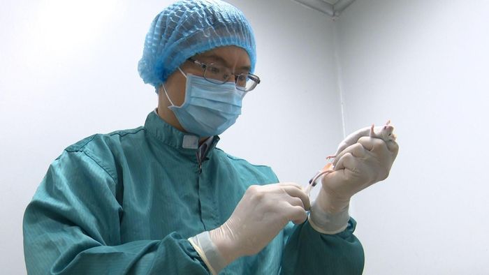 Các nhà nghiên cứu của Vabiotech đang tiến hành lấy mẫu máu chuột để đánh giá kháng thể đáp ứng miễn dịch sau tiêm Quyền Bộ trưởng bộ Y tế Nguyễn Thanh Long cho hay, Việt Nam là một trong 42 quốc gia có thể tự sản xuất vaccine cho chương trình tiêm chủng mở rộng. Đồng thời, Việt Nam là một trong 38 quốc gia có cơ quan quản lý về vaccine đạt hai chuẩn của WHO. Vì thế, thời gian qua, Bộ Y tế đã chỉ đạo các đơn vị sớm đưa vaccine COVID-19 vào sản xuất. Việt Nam có 4 nhà sản xuất trong nước đang nghiên cứu sản xuất vaccine COVID-19 và bước đầu cho kết quả khả quan. Viện Vaccine và Sinh phẩm y tế (IVAC) cho hay đơn vị này đang sử dụng công nghệ nuôi cấy trên trứng gà có phôi với quy trình sản xuất tương tự vaccine cúm A/H5N1 đã được thiết lập với công suất 3 triệu liều/năm. Để nghiên cứu sản xuất vaccine COVID-19, IVAC sử dụng chủng NDV-LaSota-S làm vector biểu hiện protein S của SARS-CoV-2. Đây là chủng có độc lực thấp được sử dụng trong nhiều loại vaccine. Chủng virus này được đánh giá thích ứng và phát triển tốt trên trứng gà có phôi. Công ty TNHH MTV Vaccine và Sinh phẩm số 1 (VABIOTECH) sử dụng công nghệ vector Baculovirus trong phát triển vaccine COVID-19. Đơn vị này đã tiêm thử nghiệm trên chuột thí nghiệm, cho kết quả đáp ứng miễn dịch trung hòa của vaccine thấy rõ. Đặc biệt, vaccine có đáp ứng miễn dịch ở liều nhắc lại. Đây là điều quan trọng và cần thiết đối với vaccine. Đơn vị thứ 3 là Trung tâm Nghiên cứu Sản xuất Vaccine và Sinh phẩm Y tế (POLYVAC), đang sử dụng công nghệ tái tổ hợp sử dụng vector virus sởi. POLYVAC đang chờ phê duyệt dự án nghiên cứu chính thức của Bộ Khoa học Công nghệ, tổ chức đấu thầu sinh phẩm. Đơn vị thứ 4 là Công ty cổ phần Công nghệ sinh học dược Nanogen. Công ty này đã nghiên cứu thành công một ứng cử viên vaccine subunit dựa trên protein S của virus SARS-CoV-2. Ứng cử viên này được phát triển bằng công nghệ tái tổ hợp. Vaccine sẽ bao gồm protein S của hai chủng virus Vũ Hán và chủng đột biến D614G. “Tôi kỳ vọng Việt Nam có thể làm chủ vaccine COVID-19, đảm bảo tính chủ động trong cung ứng cho người dân, đồng thời, có cơ chế để tiếp cận nguồn vaccine trên thế giới một cách nhanh nhất", GS Nguyễn Thanh Long nói.