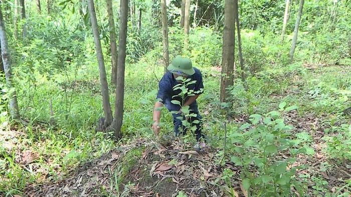 Cựu chiến binh Mai Xuân Lụa ấp ủ kế hoạch vào những vùng rừng xa xôi phía Tây Bắc Hương Trà để tìm hài cốt đồng đội. 