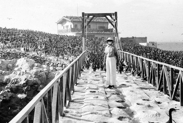 Juana Vogt đeo mặt nạ và kính chống mùi thối bên trên những tổ chim cũ ở bến tàu vào Bắc China. Để cảm nhận rõ phần việc khắc nghiệt của một nhà khoa học, trước khi đưa ra một nhận định, luôn là sự nổ lực của cả ekip trong khảo sát thực địa giữa cái nắng thiêu đốt.
