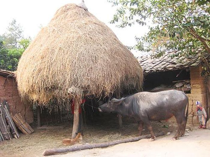 Cây rơm - Báo Bình Thuận