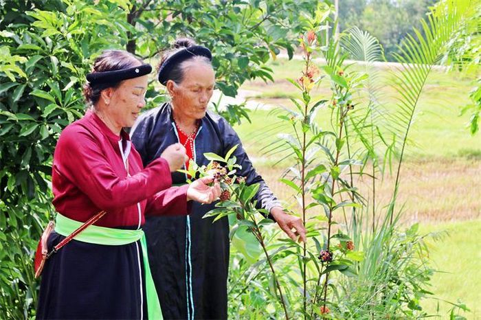 Nghệ nhân Dự Thị Ngọc (bên trái) và bạn hát trong câu lạc bộ soọng cô Bình Dân, Vân Đồn. Ảnh: TTH