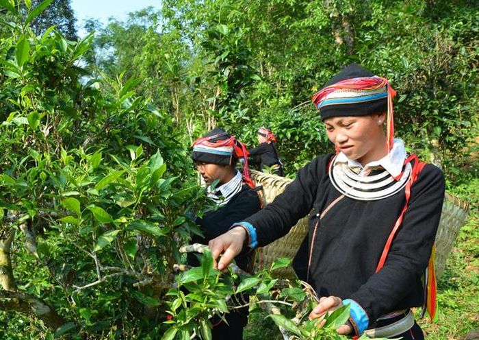 Phát triển chè Shan tuyết từng bước giúp người dân có thu nhập ổn định ở Pác Củng.