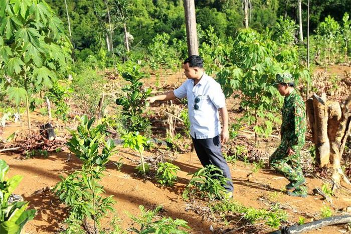 Vườn cây ăn trái của ông A Lăng Diệm, Phó Chủ tịch UBND xã La Dêê (đi trước), huyện Nam Giang, tỉnh Quảng Nam có nhiều cây rừng mọc xen lẫn. Ảnh: Hải Luận