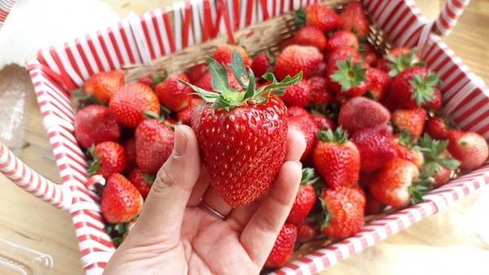 Công an TP Đà Lạt vừa tạm giữ 2 tấn dâu tây Trung Quốc nhập vào Đà Lạt với hoạt chất thuốc bảo vệ thực vật Abamectin với dư lượng 0,063mg/kg, vượt gấp 3 lần giới hạn cho phép