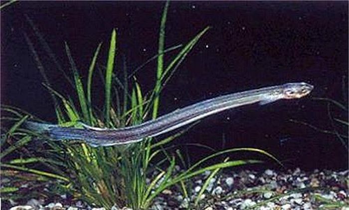 Cá candiru, loài ký sinh nguy hiểm sống bằng cách hút máu vật chủ