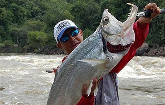 Ma cà rồng Payara, loài cá có răng vô cùng sắc, có thể cắn và nuốt loài cá khác to bằng nửa thân người nó