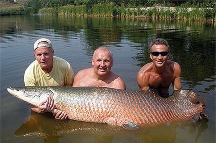 Arapaima, loài cá ăn thịt khổng lồ gây nhiều ám ảnh trong các vùng nước ở rừng Amazon