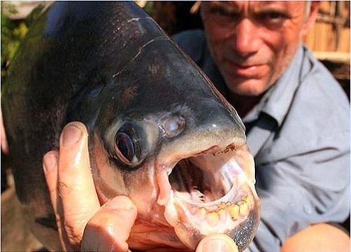 Cá Pacu, có hàm răng như con người chỉ ăn hoa quả và hạt