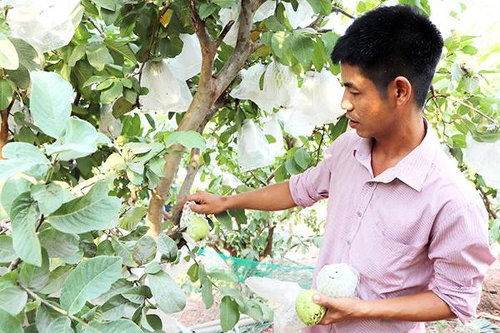 Vườn ổi sạch trồng theo hướng thuận tự nhiên của ông Trần Thanh Tùng, xã Mã Đà (H.Vĩnh Cửu)