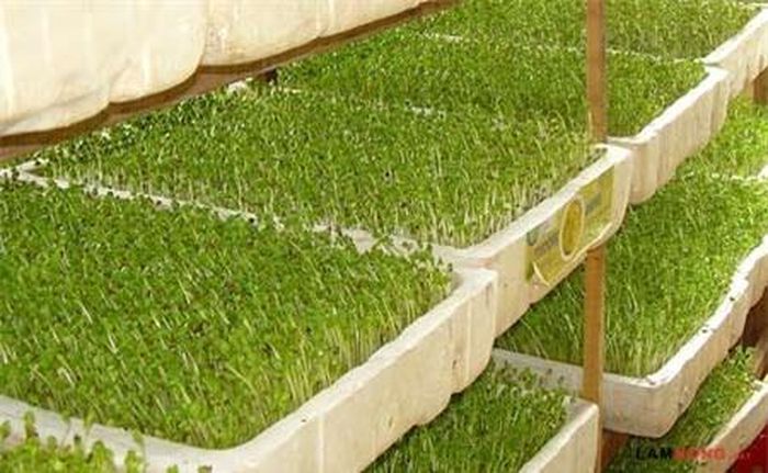 Tưới nước mỗi ngày bằng bình phun sương.