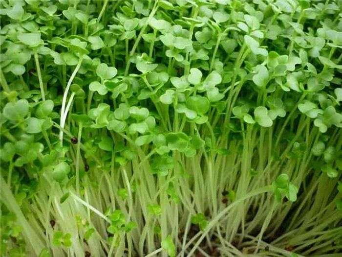 Dùng dao bén cắt vào sát gốc cây rau mầm (hoặc nhổ rau lên khỏi mặt đất, sau đó dùng kéo cắt bỏ rễ). Rửa lại bằng nước sạch và có thể sử dụng được ngay.
