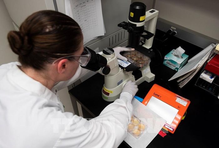Nghiên cứu vaccine phòng COVID-19 tại phòng thí nghiệm ở Gaithersburg, Maryland, Mỹ. Ảnh: AFP/TTXVN 
