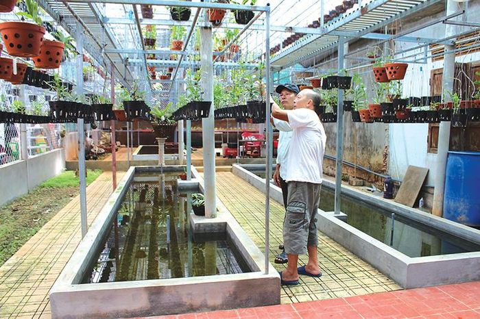 Mô hình trồng hoa lan thương phẩm của ông Phạm Đức mang lại hiệu quả kinh tế cao. Ảnh: H.T
