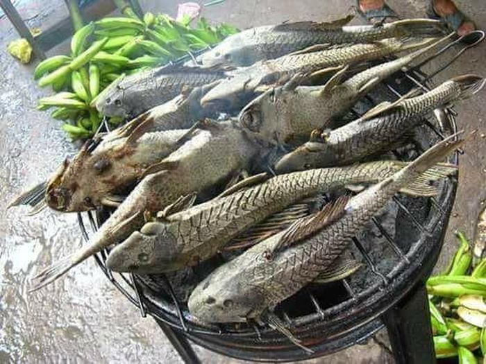 Cá lau kiếng hay nhiều người vẫn gọi là cá dọn bể với ngoại hình quái dị thường nhiều người bắt được đều giết chết rồi bỏ đi. Thế nhưng, người dân miền Tây lại coi loài cá này như đặc sản.