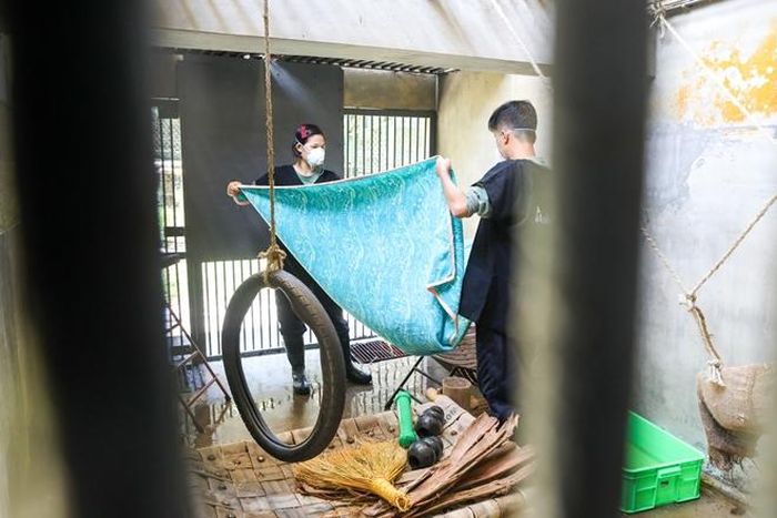 Vệ sinh chuồng cho gấu được thực hiện thường xuyên, đặc biệt là gấu con. Phải đảm bảo mọi điều kiện tốt nhất dành cho gấu phát triển.