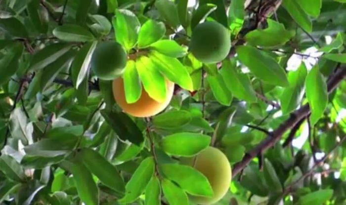 Quả thị vườn nhà.