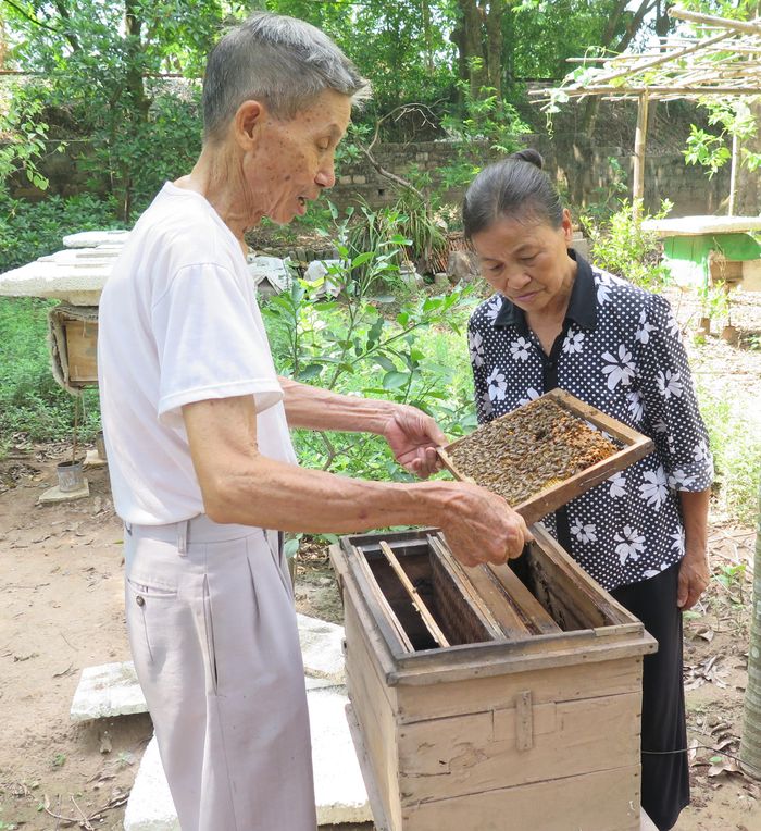 Cựu chiến binh, nạn nhân chất độc da cam/dioxin Phạm Văn Phúc (phường Thanh Châu, TP Phủ Lý, tỉnh Hà Nam) nuôi ong lấy mật, phát triển kinh tế gia đình.