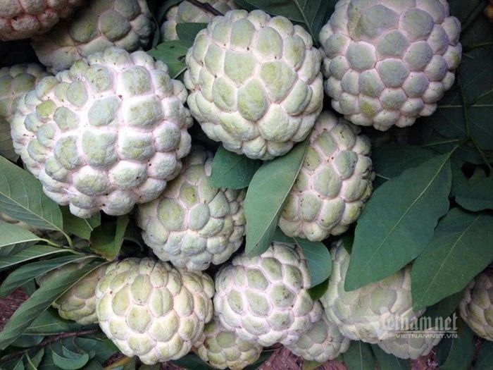 Khi chín, na có màu trắng mắt hồng
