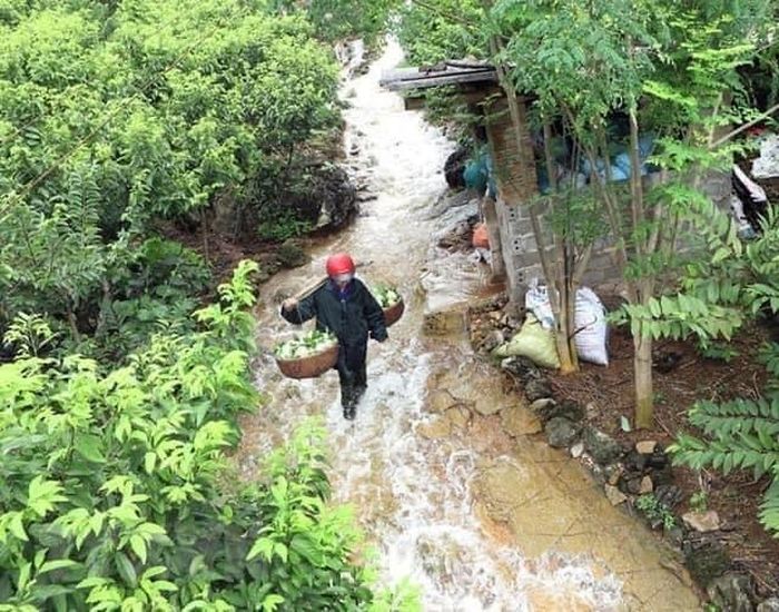 Người dân phải trèo núi, lội suối hái na