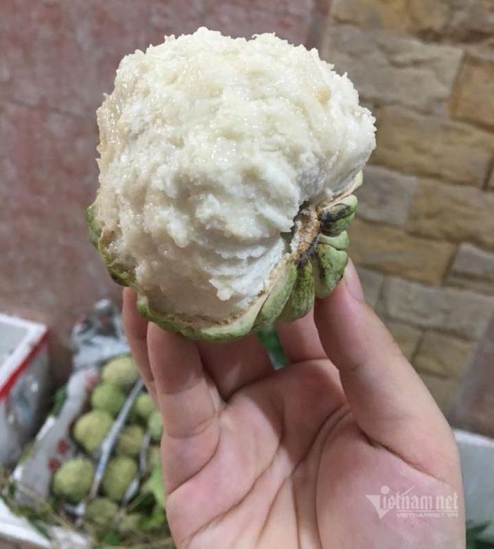 Na Đồng Bành có múi dầy, trắng phau