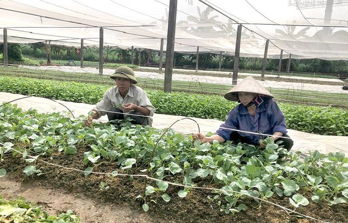 Vượt qua nỗi đau của di chứng CĐDC/Dioxin, ông Dương Sỹ Điều ở phường Bạch Hạc đầu tư phát triển kinh tế gia đình với hơn 3.000 m2 đất trồng rau sạch, trừ chi phí mỗi năm cho thu nhập hơn 150 triệu đồng.
