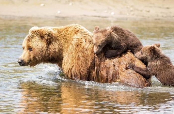 Nhiếp ảnh gia Pattie Walsh ghi lại những bức ảnh này trong Vườn quốc gia Lake Clark, Alaska, Mỹ.
