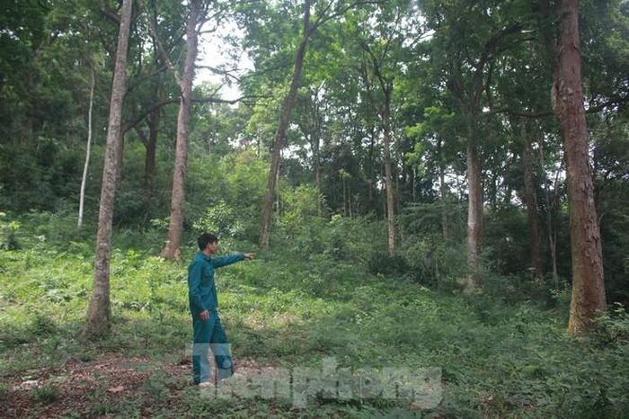 Người Cao Lan ở đây vẫn thường xuyên tuần tra để bảo vệ khu rừng lim này.
